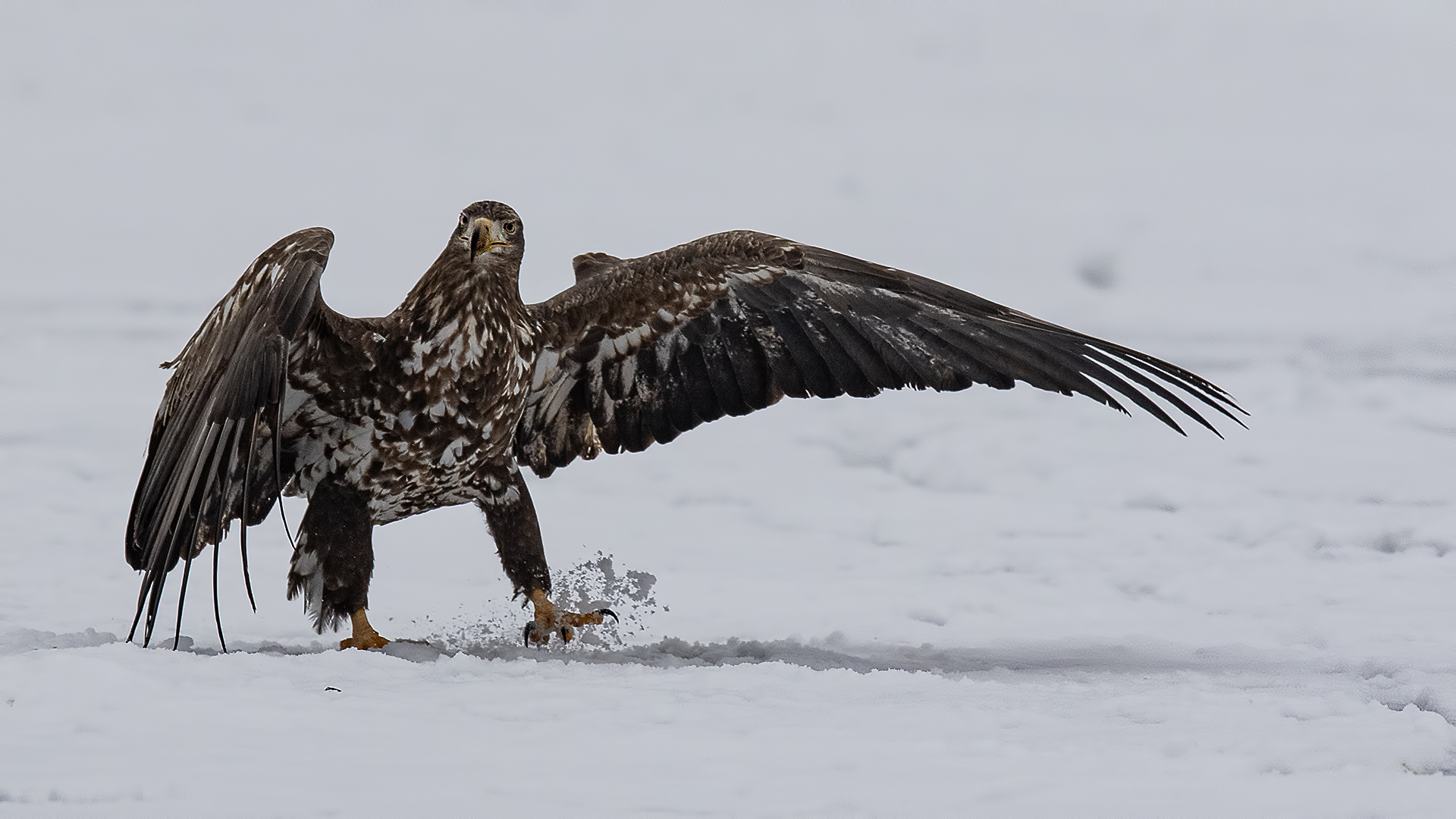White-tailed Eagle